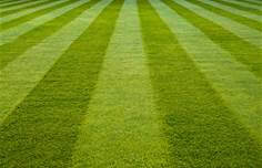 Lawn