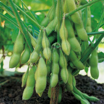 Soyabean