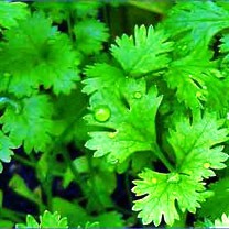 Kothimbir, Coriander
