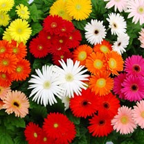Gerbera