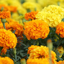 Jhendu, Marigold
