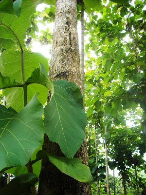 teakwood tree