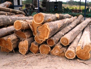 teakwood tree