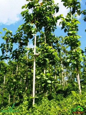 teakwood tree