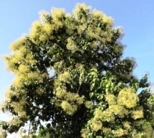 teakwood tree